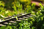 Wann darf ich Hecke, Strauch & Co. schneiden