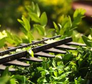 Hecke, Strauch und Baum schneiden – aber wann