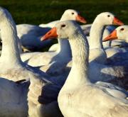 Daunen ohne Tierqual: Wofür stehen die Daunensiegel