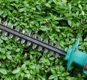 Heckenscheren: Welche ist die richtige für mich