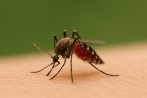 Mücke auf Haut beim Stechen