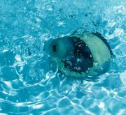 Schwimmkopfhörer: Guter Sound für Ihren Schwimm-Spaß